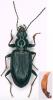 Bembidion sp.